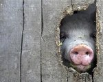 piggysleaze